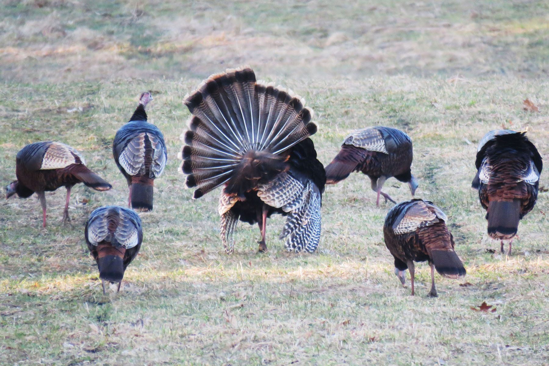 Wild turkeys in Winchendon
