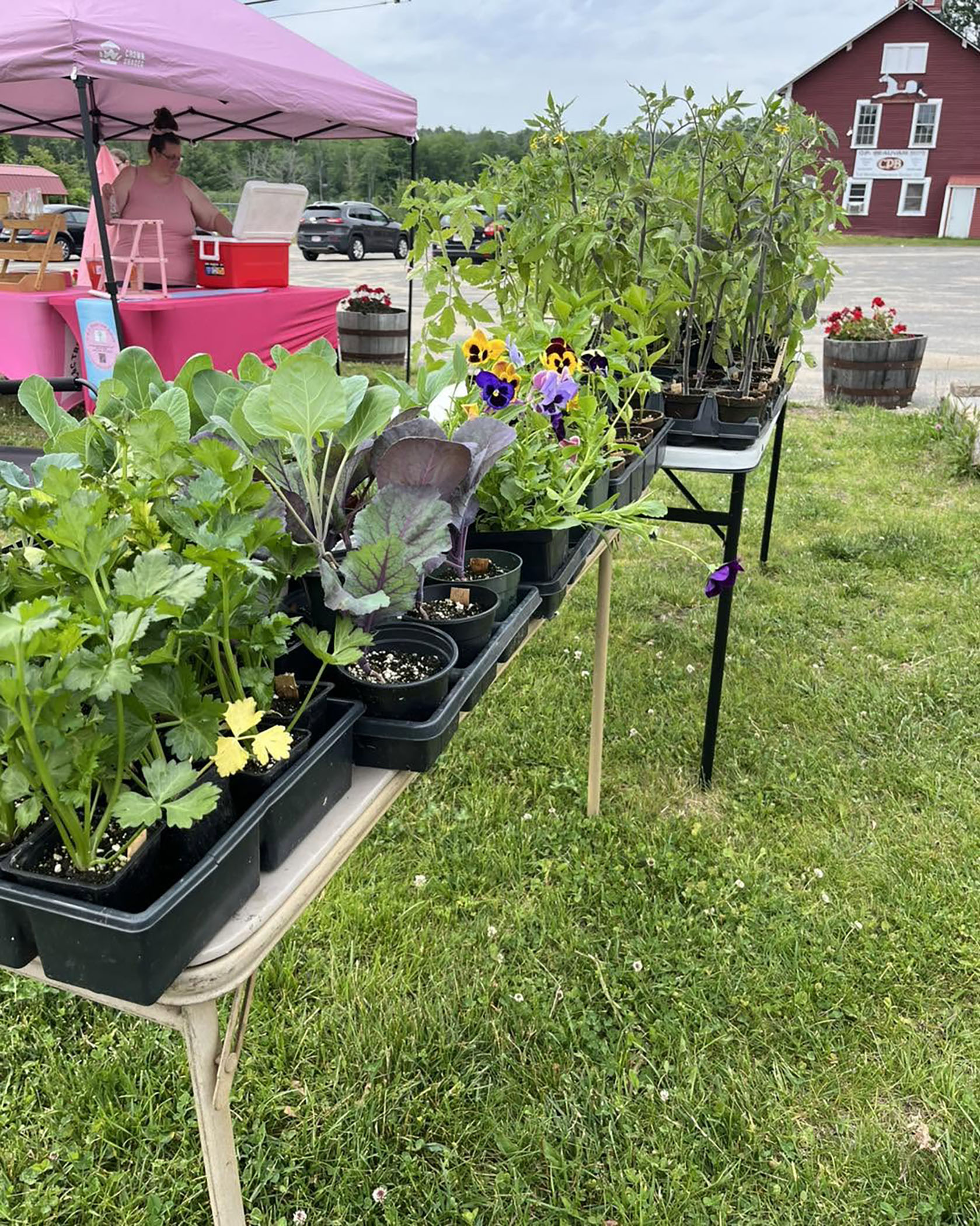 Farmers Market plants