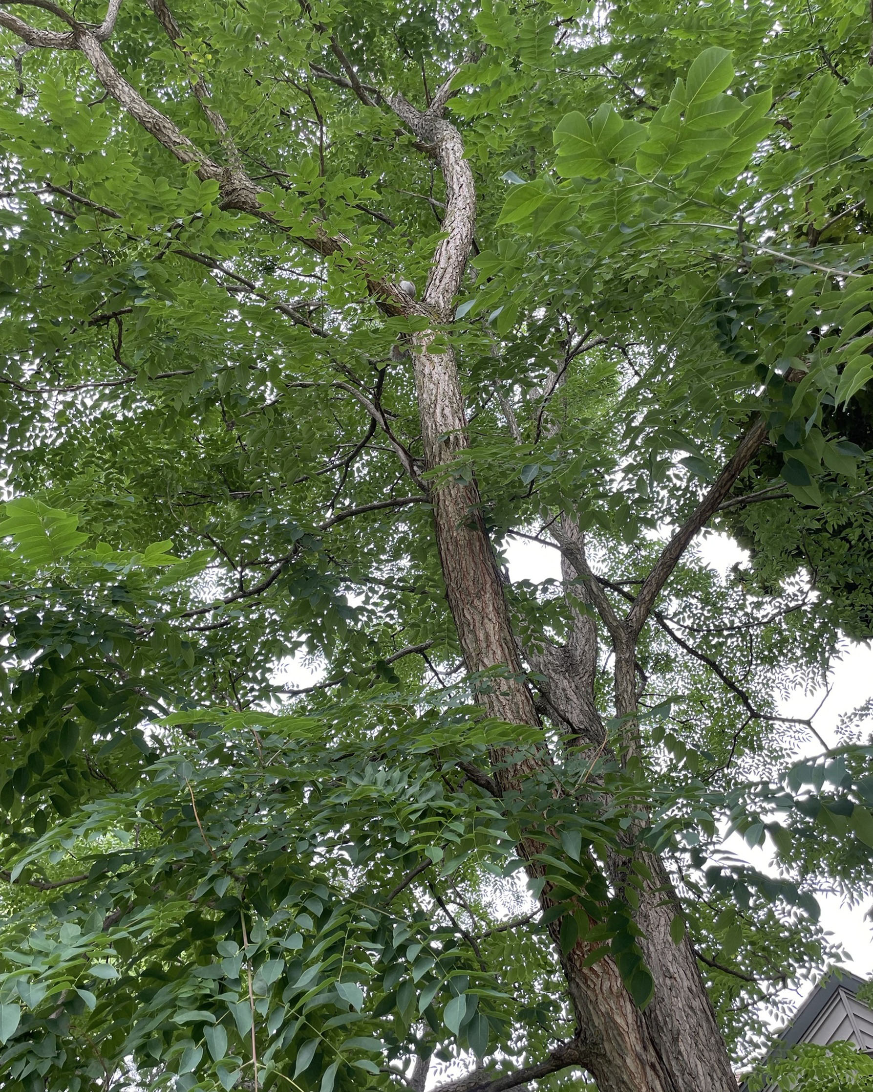 A Kentucky Coffeetree